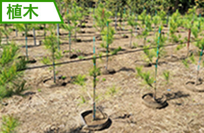 植木
