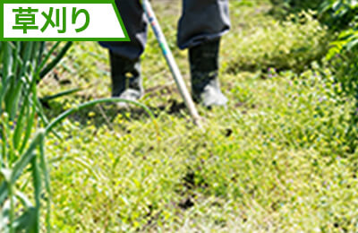 草刈り