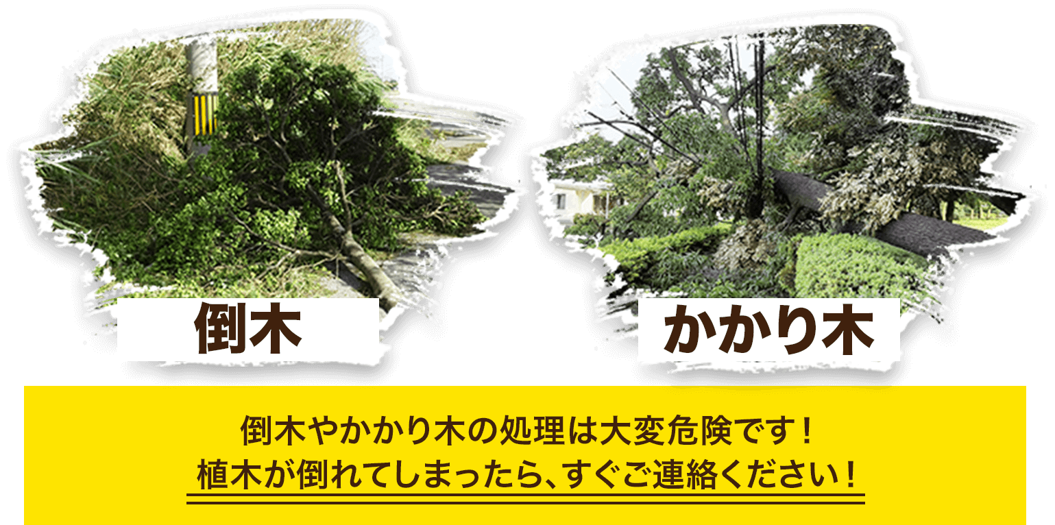 倒木やかかり木